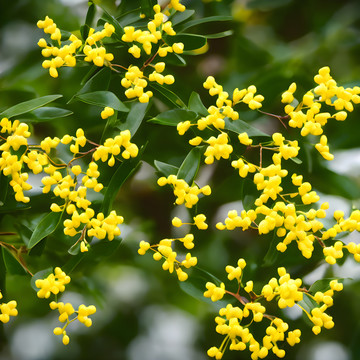 桂花