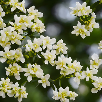 桂花