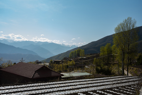 秀美金川神仙包