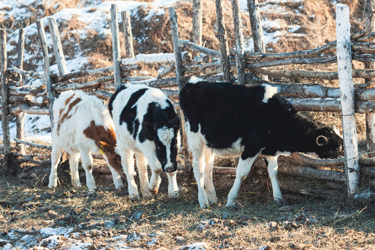 冬季圈养牛群