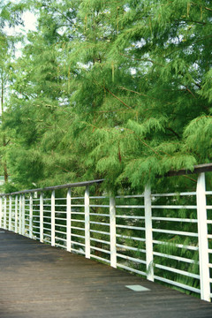 水杉木板路围栏