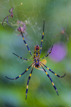 一只蜘蛛网上的络新妇蛛