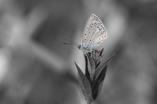 一只蝴蝶