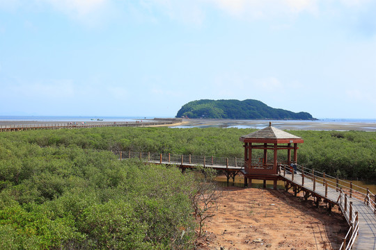 栈道红树林