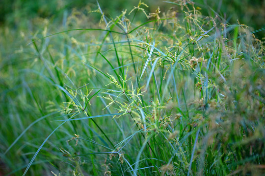 碎米莎草