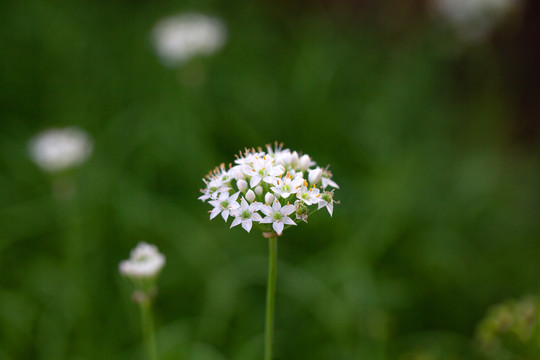 韭菜花