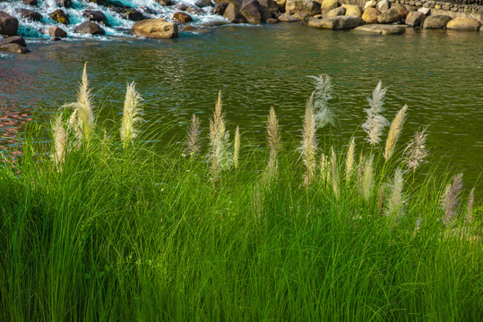 河边的芦苇