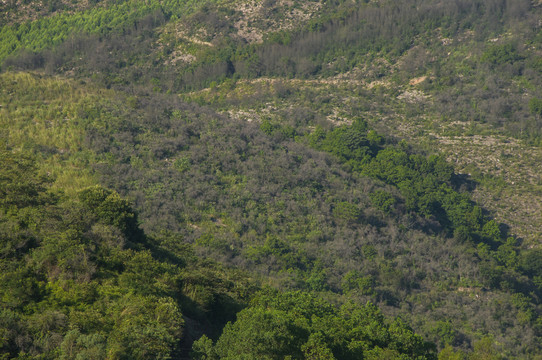 高山山坡植被