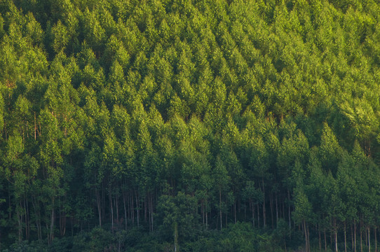 桉树林背景