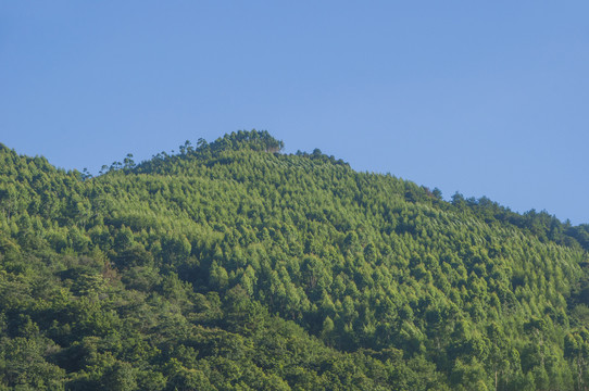 森林植被桉树