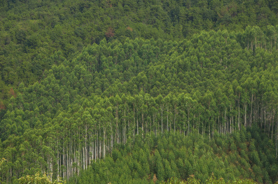 经济林桉树林