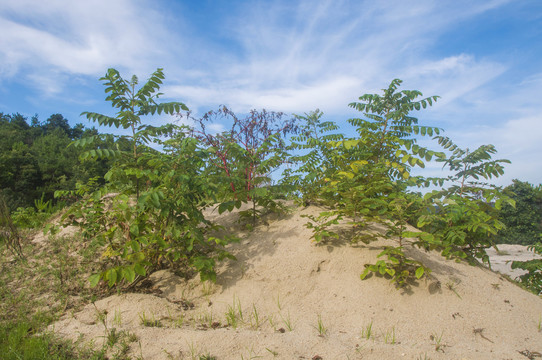 山丘植被草木