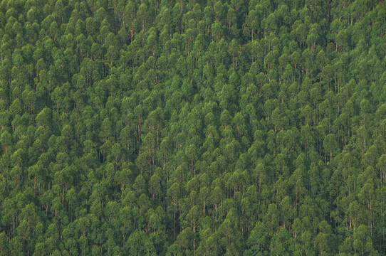 桉树森林背景图