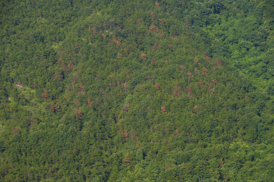 黄巢山森林植被