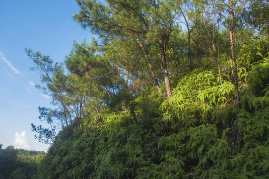 福建丘陵植被