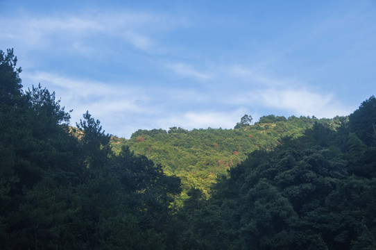 青山森林植被风景