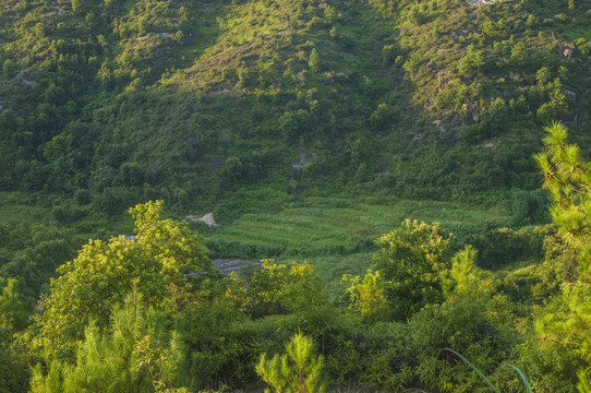 谷地绿野