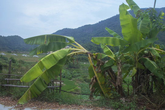 乡村路边香蕉树