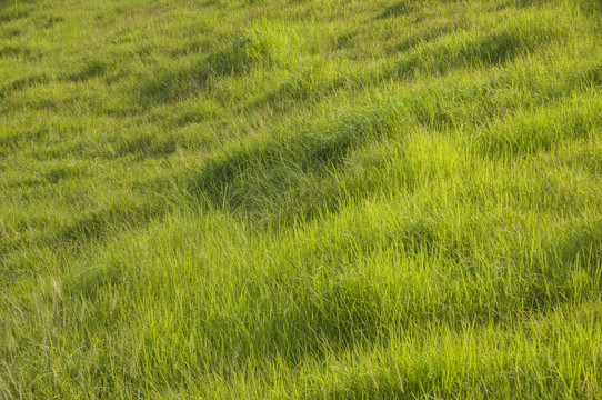 青青小草草地