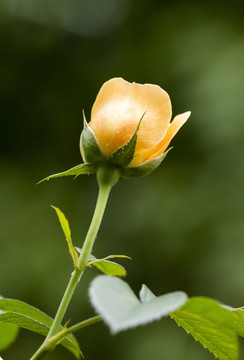 黄月季花