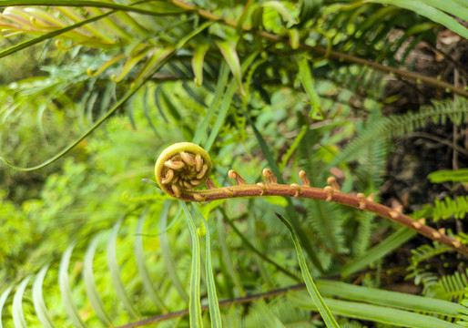 乌毛蕨嫩芽