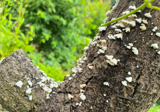 木腐菌