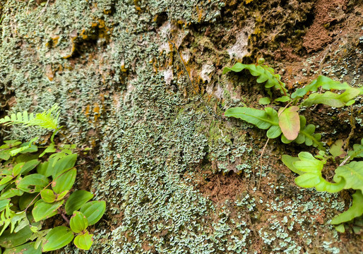 苔藓