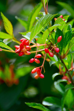 香荚蒾果