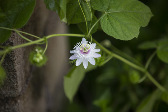 龙珠果花