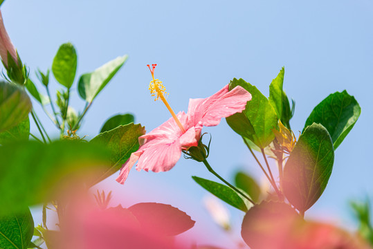 粉色大红花