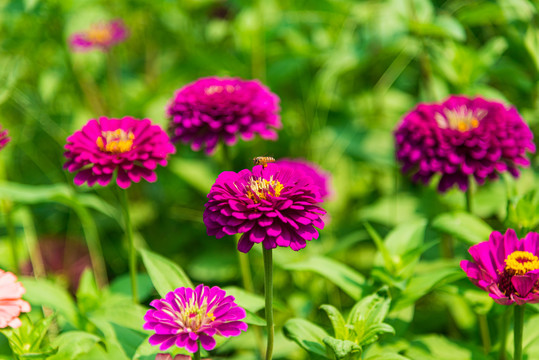 百日菊花海