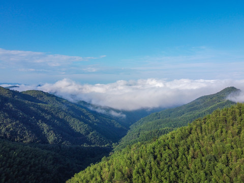 高山白云