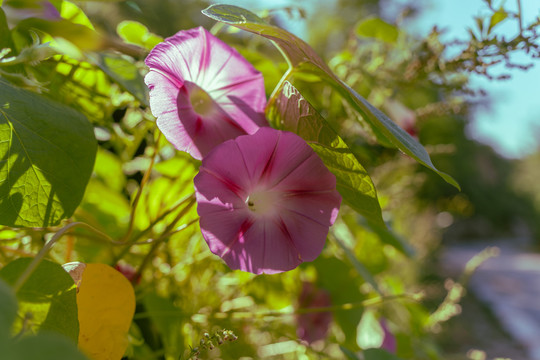 牵牛花