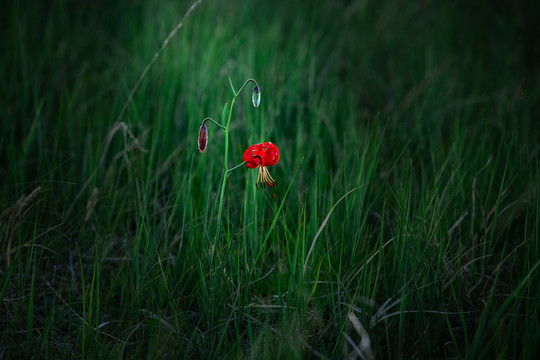 山丹花