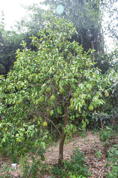 柚子树