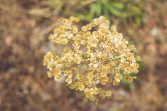 洋甘菊