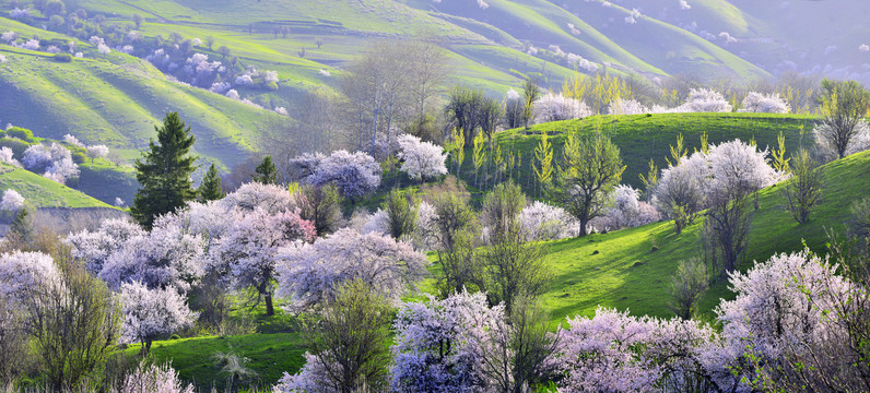 新疆伊犁山谷之春