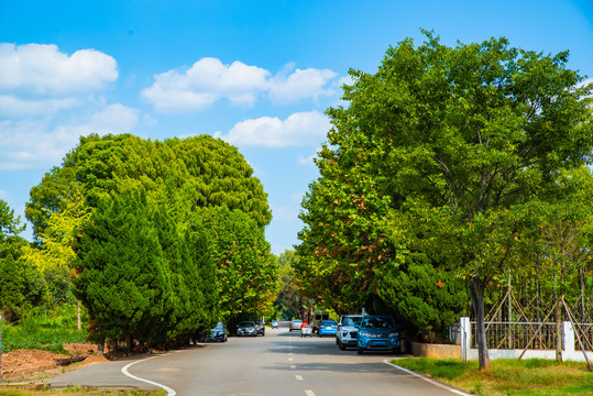 树林道路