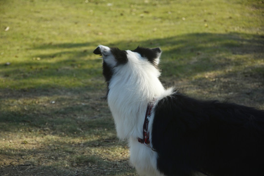 边牧犬