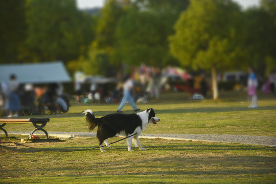 边境牧羊犬