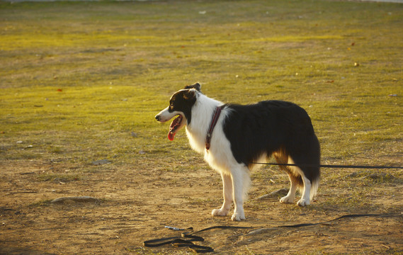 帅气牧羊犬