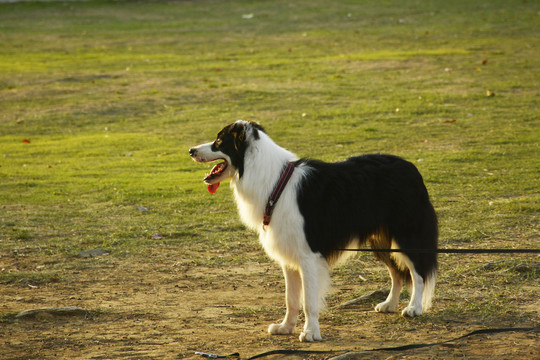 帅气牧羊犬