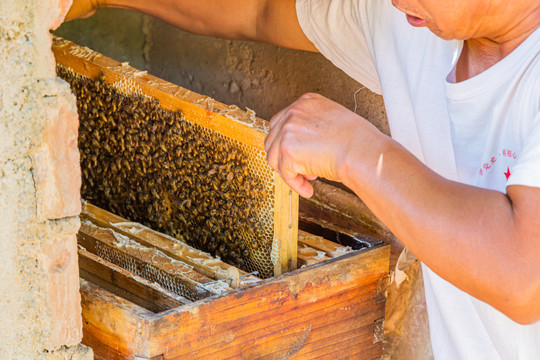 养蜂人从蜂箱里拿出蜂巢