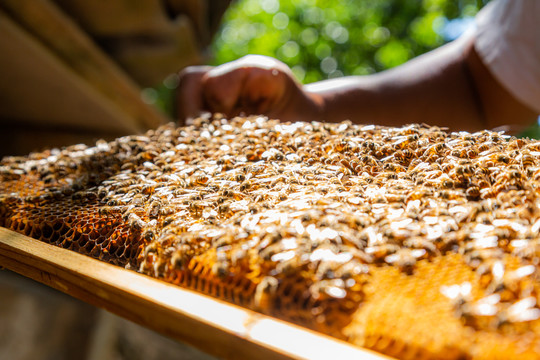 养蜂人手里的蜂巢