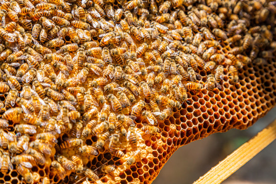 蜂巢里的蜂群