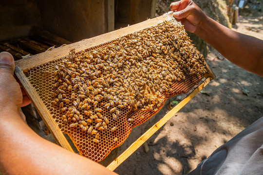 养蜂人拿着蜂巢