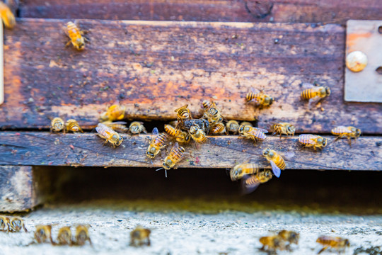 蜂箱外的蜜蜂