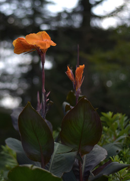 橘黄色的花