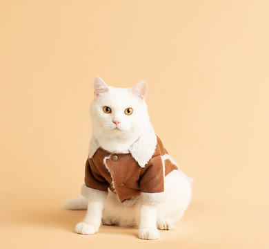 猫主题服装