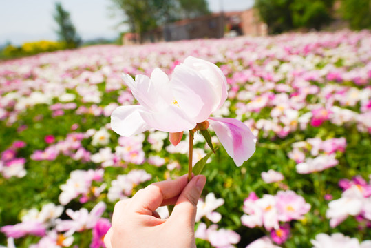 芍药